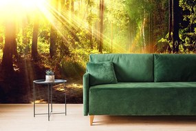 Carta da parati – Raggi di sole nella foresta