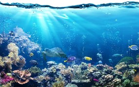 Carta da parati autoadesiva – Pesci tropicali