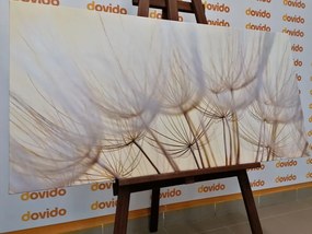 Quadro su tela – Semi di soffione