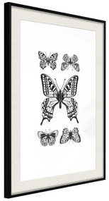 Poster  Butterfly Collection IV  Cornice Quadri Cornice nera con pass-partout, Larghezza x Altezza Home decor 20x30