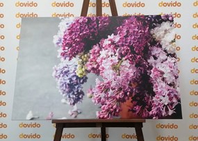 Stampa su tela – Lilla in tonalità rosa