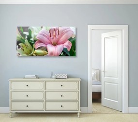 Quadro su tela – Giglio rosa in fiore