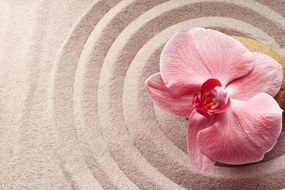 Carta da parati – Sabbia marina e orchidea rosa