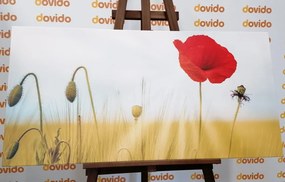 Stampa su tela – Papavero selvatico