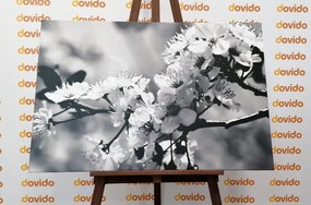 Stampa su tela – Fiore di ciliegio in bianco e nero