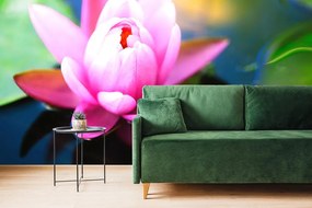 Fotomurale – Splendido fiore rosa sul lago