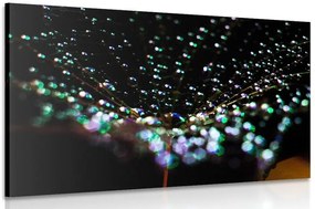 Quadro su tela – Gocce d'acqua su dente di leone