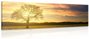 Quadro su tela – Albero solitario