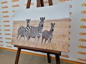 Stampa su tela – Tre zebre nella savana