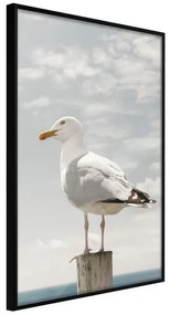 Poster  Curious Seagull  Cornice Quadri Cornice nera, Larghezza x Altezza Home decor 20x30