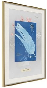 Poster  Alga Cyanotype  Cornice Quadri Cornice d'oro con passe-partout, Larghezza x Altezza Home decor 40x60