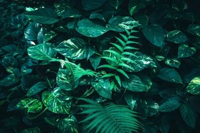 Carta da parati autoadesiva – Foglie tropicali fresche