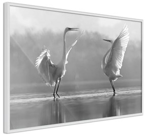 Poster Black and White Herons