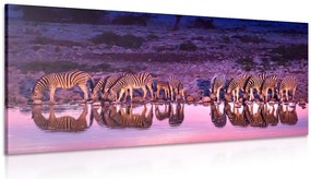 Quadro su tela – Zebre in safari