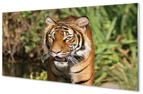 Quadro vetro Foresta delle tigri 100x50 cm