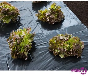 Nature Telo di Copertura 4x6 m 150µ Nero