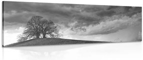 Stampa su tela – Alberi solitari in bianco e nero