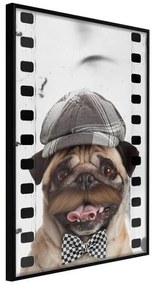 Poster  Dressed Up Pug  Cornice Quadri Cornice nera, Larghezza x Altezza Home decor 30x45