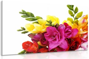 Stampa su tela – Bouquet di fresie colorate