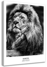 Quadro su tela, Animali Africa Lion