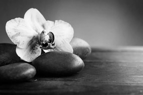Carta da parati – Orchidea bianco e nero e pietre