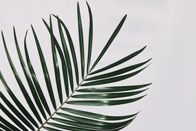 Quadro su tela – Splendido foglia di palma