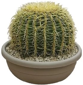 Pianta da interno ECHINOCACTUS GRUSONII - VASO DIAM.CM. 40