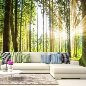 Fotomurale adesivo  Forest Tales  Larghezza x Altezza Home decor 392x280