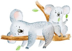 Carta da parati – Koala carini