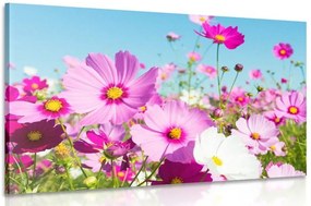 Quadro su tela – Prato di fiori primaverili