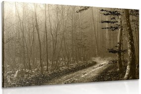 Quadro su tela – Sentiero nella foresta in seppia