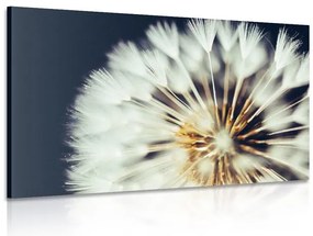 Quadro su tela – Dente di leone su sfondo scuro