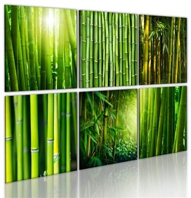 Quadro Bambu' in diverse versioni  Colore Verde, Dimensioni e Misure 60x40