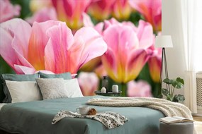 Carta da parati – Prato di tulipani rosa