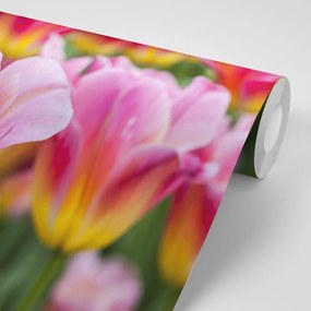 Carta da parati autoadesiva – Prato di tulipani rosa