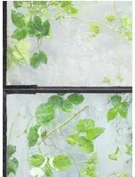 NLXL Carta da parati Greenhouse - ERG-01