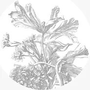 KEK Amsterdam Carta da parati panoramica Engraved Flowers 5 Circle - M - 1.9m