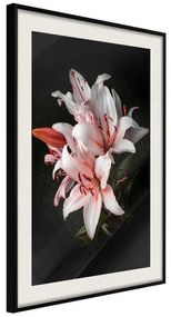 Poster  Pale Pink Lilies  Cornice Quadri Cornice nera con pass-partout, Larghezza x Altezza Home decor 20x30