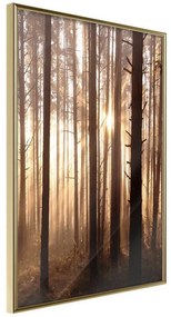 Poster  Morning in the Forest  Cornice Quadri Cornice d'oro, Larghezza x Altezza Home decor 40x60