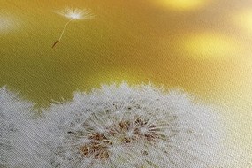 Stampa su tela – Dente di leone soffice