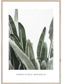 Dipinto 50x70 cm Strelitzia – Styler
