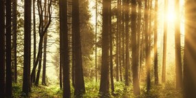Quadro su tela – Foresta inondata di sole