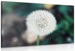 Stampa su tela – Soffione bianco soffice
