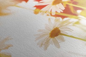Stampa su tela – Margherite magiche