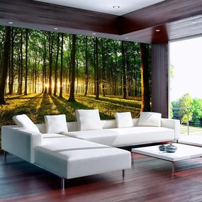 Fotomurale adesivo  Primavera: mattinata nella foresta  Larghezza x Altezza Home decor 98x70