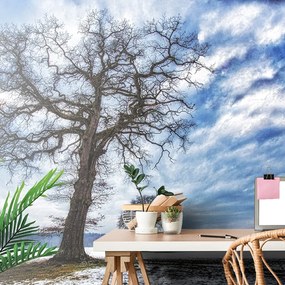 Carta da parati – Alberi in inverno