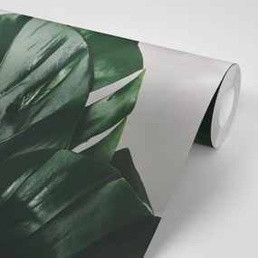 Carta da parati – Foglia di monstera