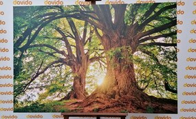 Stampa su tela – Alberi maestosi