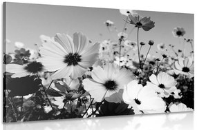 Stampa su tela – Prato di fiori primaverili in bianco e nero