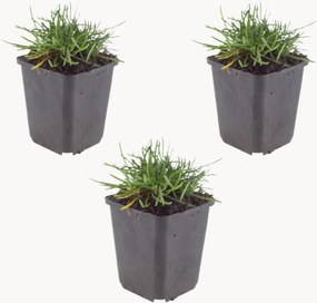 Set di 3 piante vere Sea Thrift Armeria maritima Splendens